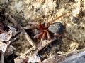 Lycosoides coarctata